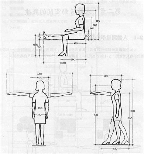 人的寬度|人體工學尺度數據